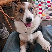 Ziggy is registered to the contest to win money with this photo: puppy, dog, blue_eyes, tongue_out, happy, cute, portrait, close_up, pet, animal, white_fur, brown_fur, fluffy, pointy_ears, paws, harness, sitting, lap, indoors, patchwork_quilt