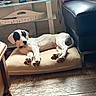Athos a rejoint le concours — aidez-le/la à gagner de superbes lots ! dog, white_dog, black_patch, cushion, leather_couch, wooden_floor, indoor, relaxed, resting, pet, home_interior, furniture, natural_light, shelf, decor, collar, floor, quiet, cozy, comfort