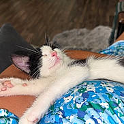 Vidalia joined the competition — help win amazing prizes! kitten, cat, sleeping, paw, pink_paw_pads, black_and_white, pet, animal, resting, human_lap, floral_dress, blue, white, closeup, cozy, indoor, relaxation, cute, tiny, soft