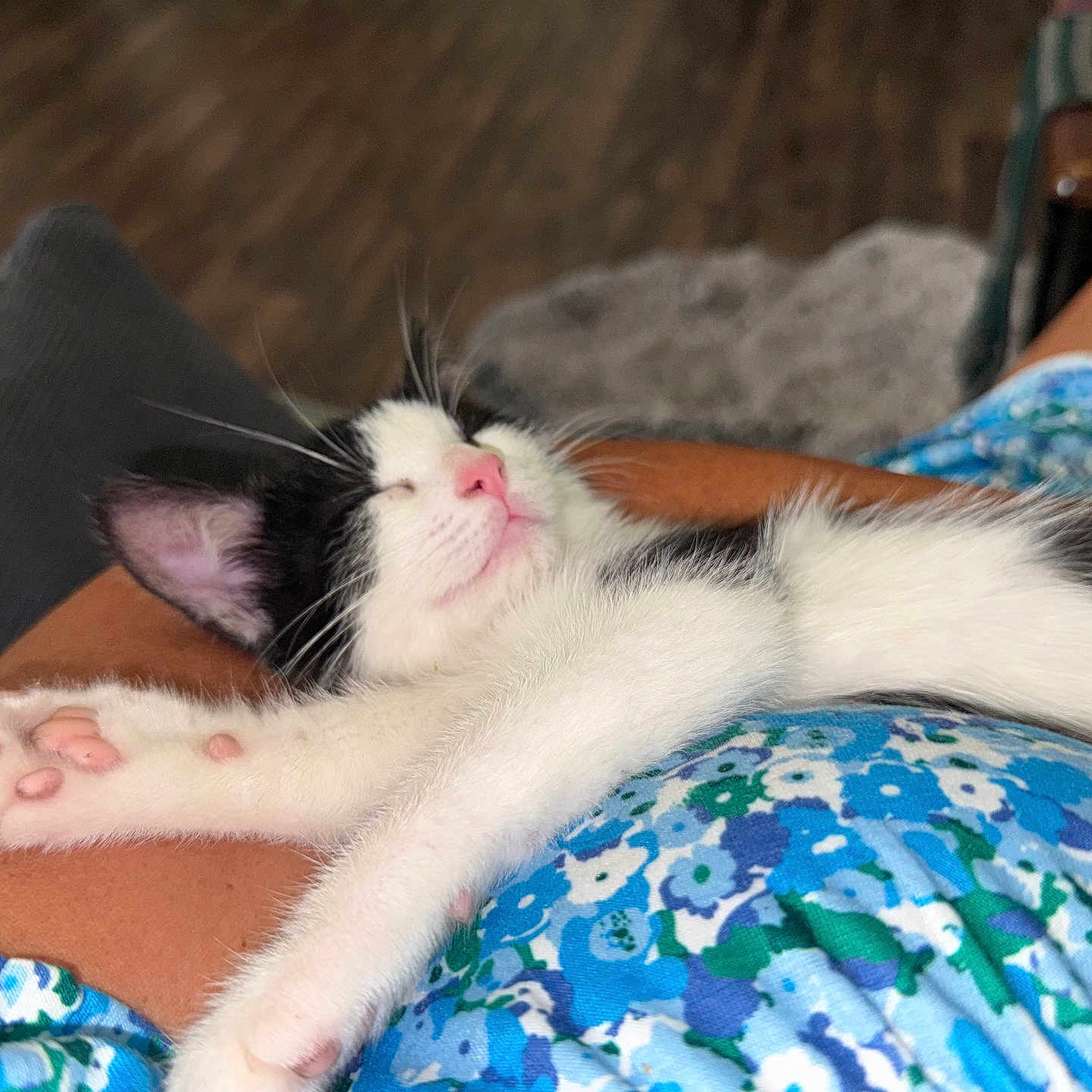 Vidalia joined the competition — help win amazing prizes! kitten, cat, sleeping, paw, pink_paw_pads, black_and_white, pet, animal, resting, human_lap, floral_dress, blue, white, closeup, cozy, indoor, relaxation, cute, tiny, soft