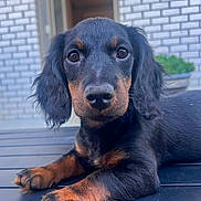 Scarlet is registered to the contest to win money with this photo: puppy, dog, black_and_tan, lying_down, curious, ears, nose, paws, outdoor, brick_wall, plant, young_dog, portrait, pet, animal, fur, closeup, table_surface, cute, adorable