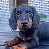puppy, dog, black_and_tan, lying_down, curious, ears, nose, paws, outdoor, brick_wall, plant, young_dog, portrait, pet, animal, fur, closeup, table_surface, cute, adorable