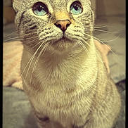 Tawny-Tete joined the competition — help win amazing prizes! cat, feline, pet, blue_eyes, whiskers, close_up, portrait, indoor, fur, paw, sitting, curious, looking_up, bokeh, shallow_depth_of_field, bed, blanket, heart_emoji, vignette, tabby