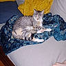 cat, tabby_cat, couch, blanket, pillow, yellow_pillow, blue_pillow, indoor, resting, sleeping_cat, pet, fur, cozy, relaxed, home, foot, human, soft_fabric, patterned_blanket, wood_floor
