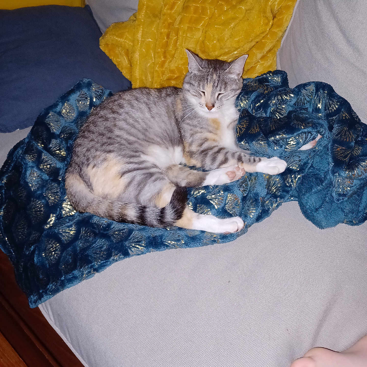 Naya a rejoint le concours — aidez-le/la à gagner de superbes lots ! cat, tabby_cat, couch, blanket, pillow, yellow_pillow, blue_pillow, indoor, resting, sleeping_cat, pet, fur, cozy, relaxed, home, foot, human, soft_fabric, patterned_blanket, wood_floor