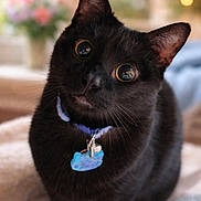 Bastion is registered to the contest to win money with this photo: animal, black_cat, cat, close_up, collar, cozy, curious, cute, domestic_animal, ears, feline, fur, indoor, pet, portrait, sitting, soft_blanket, tag, whiskers, yellow_eyes