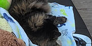 Lucky joined the competition — help win amazing prizes! animal, blanket, cat, couch, cozy, floor, fluffy, fur, furniture, game_controller, home, indoor, living_room, pet, pillow, reaching, relaxing, resting, tabby, teddy_bear