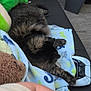 cat, tabby, fluffy, blanket, couch, game_controller, pillow, teddy_bear, furniture, living_room, floor, indoor, relaxing, pet, animal, fur, reaching, cozy, home, resting