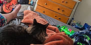 Lucky is registered to the contest to win money with this photo: cat, blanket, bed, foot, television, dresser, plush_toy, bottle, pajamas, orange, green, room, wall, wood, furniture, relaxation, indoor, soft, cozy, sleepy