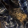 Lucky joined the competition — help win amazing prizes! cat, tabby, fluffy, sleeping, blanket, seattle_seahawks, pattern, indoor, cozy, pet, fur, relaxed, paws, resting, plaid, fabric, animal, cute, comfort, home