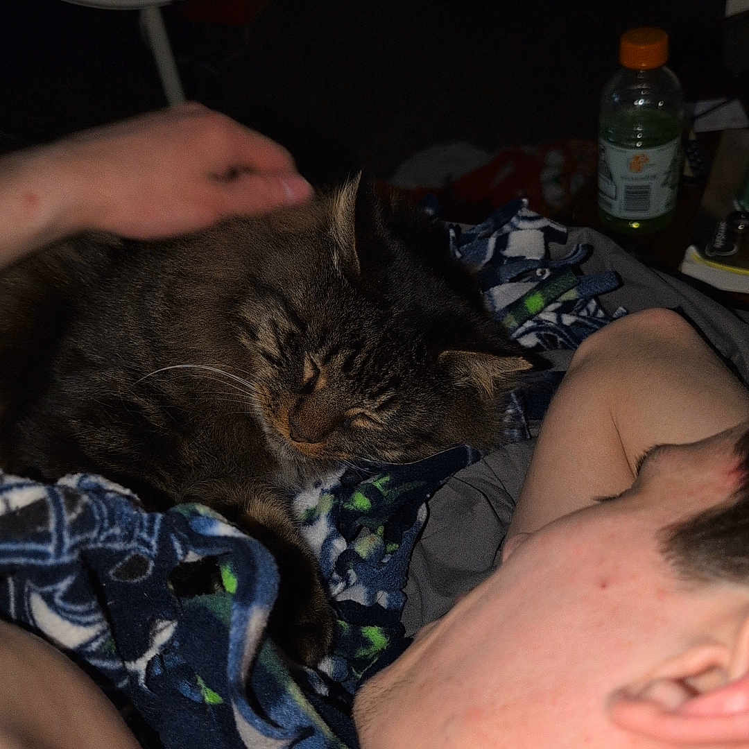 Lucky is registered to the contest to win money with this photo: animal, bedroom, blanket, bottle, casual, cat, comfort, cozy, fan, hand, human, indoor, intimate, person, petting, relaxed, resting, sleepy, soft, tabby_cat