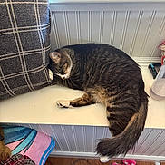 Willow joined the competition — help win amazing prizes! cat, tabby_cat, sleeping, windowsill, cushion, plaid, blanket, plush_toy, indoor, wooden_floor, white_wall, relaxed, pet, fur, tail, paw, cozy, resting, household, home