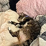 Willow joined the competition — help win amazing prizes! cat, tabby_cat, sleeping, bed, blanket, plush_toy, pink_pillow, gray_teddy_bear, cozy, fur, relaxed, indoor, resting, paws, collar, soft_texture, comfort, nap, cute, domestic_animal