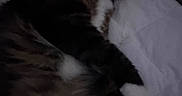 Willow is registered to the contest to win money with this photo: animal, bed, blanket, cat, cozy, cute, domestic, feline, fur, indoor, napping, paw, pet, quiet, relaxed, resting, sleeping, soft, tabby, whiskers