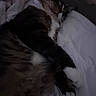Willow is registered to the contest to win money with this photo: cat, sleeping, bed, blanket, fur, cozy, indoor, resting, animal, pet, whiskers, paw, tabby, soft, relaxed, cute, domestic, feline, quiet, napping