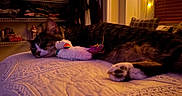 Willow is registered to the contest to win money with this photo: cat, tabby, sleeping, plush_toy, unicorn, bed, blanket, indoor, warm_lighting, string_lights, night, cozy, paw, furniture, window, curtains, closet, clothing, resting, cute