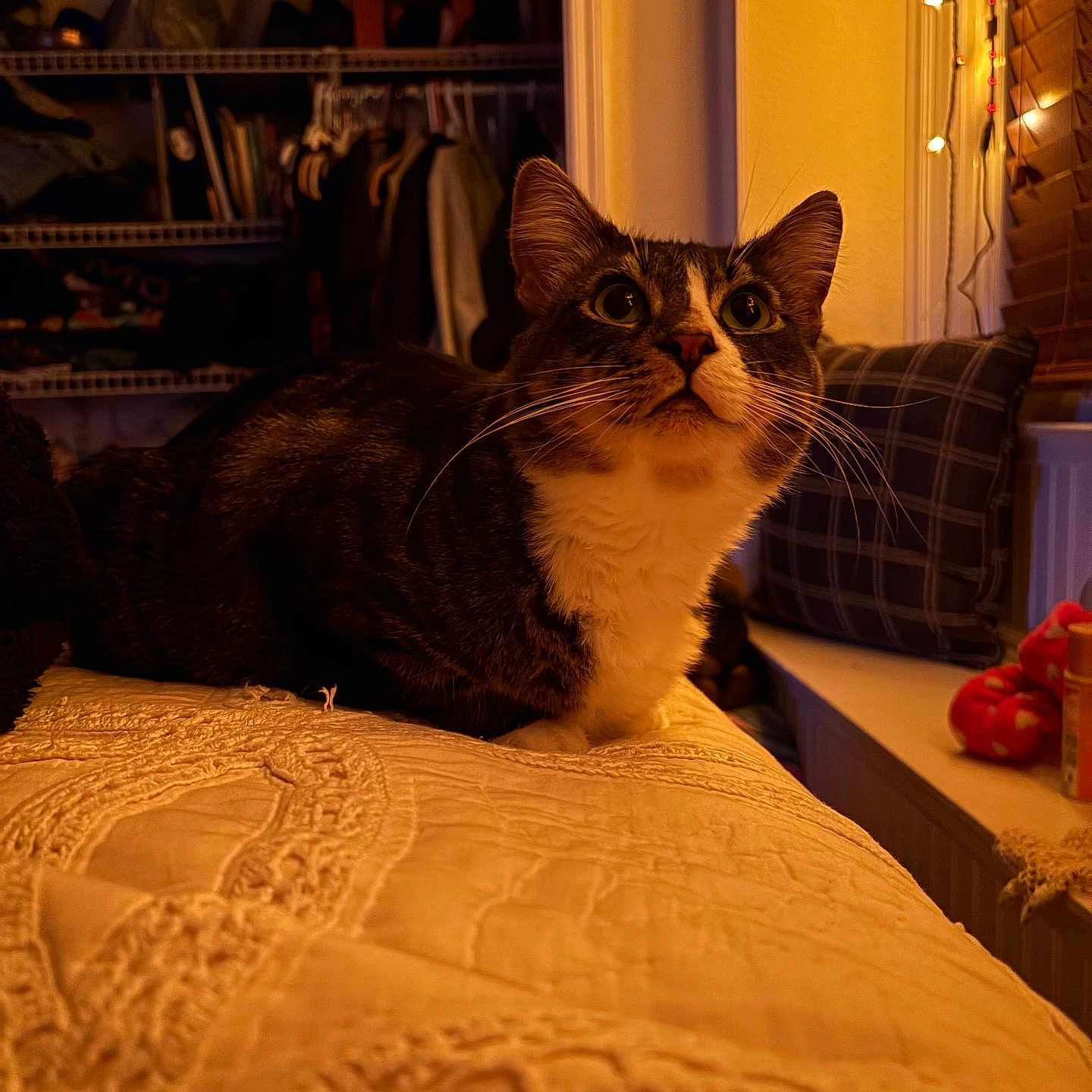 Willow