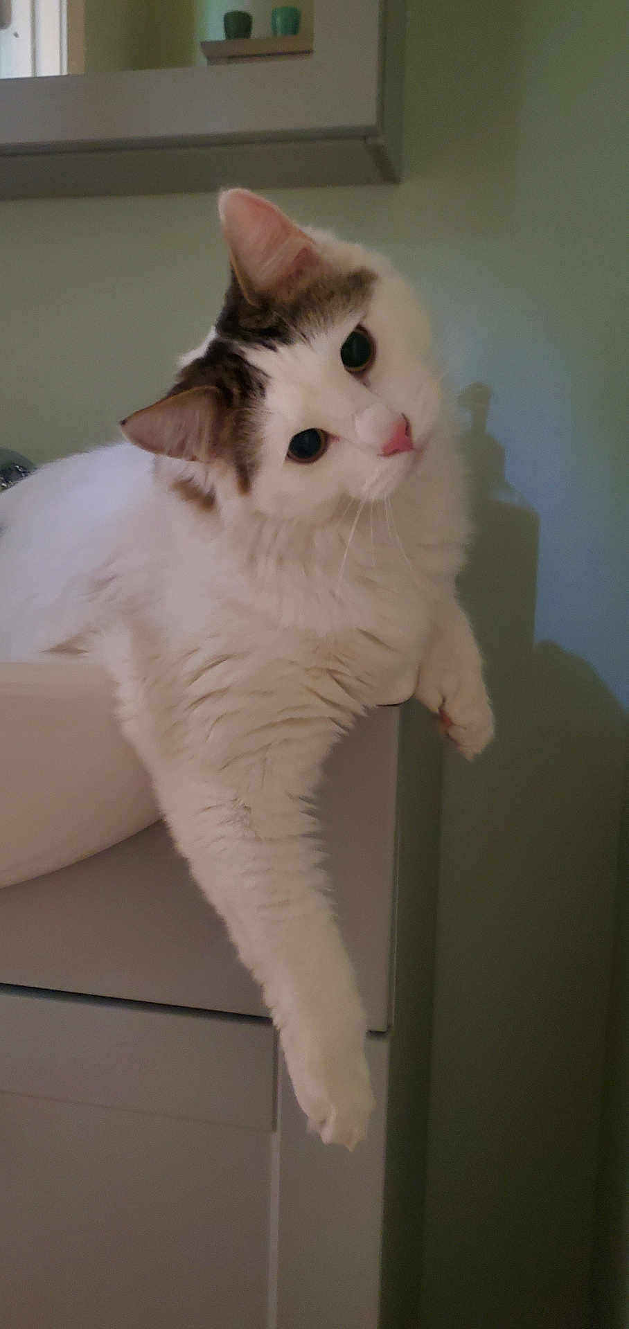 Ollie