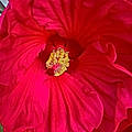 Debra C.