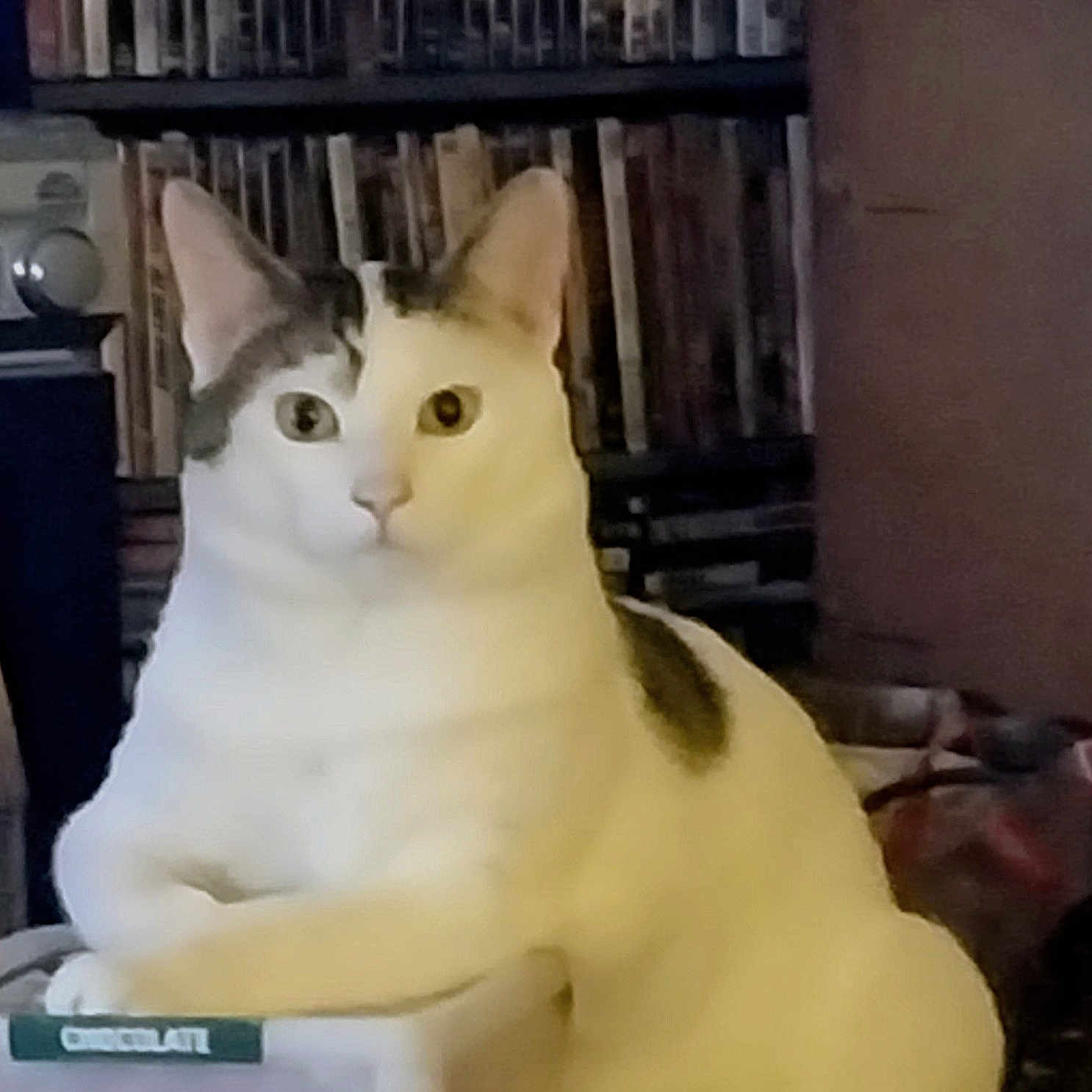Bart