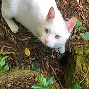 Willow joined the competition — help win amazing prizes! cat, white_cat, heterochromia, blue_eye, yellow_eye, pink_nose, pink_ears, forest_floor, leaves, twigs, moss, tree_bark, nature, outdoor, animal, curious, looking_up, fur, wildlife, close_up