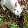 cat, white_cat, heterochromia, blue_eye, yellow_eye, pink_nose, pink_ears, forest_floor, leaves, twigs, moss, tree_bark, nature, outdoor, animal, curious, looking_up, fur, wildlife, close_up
