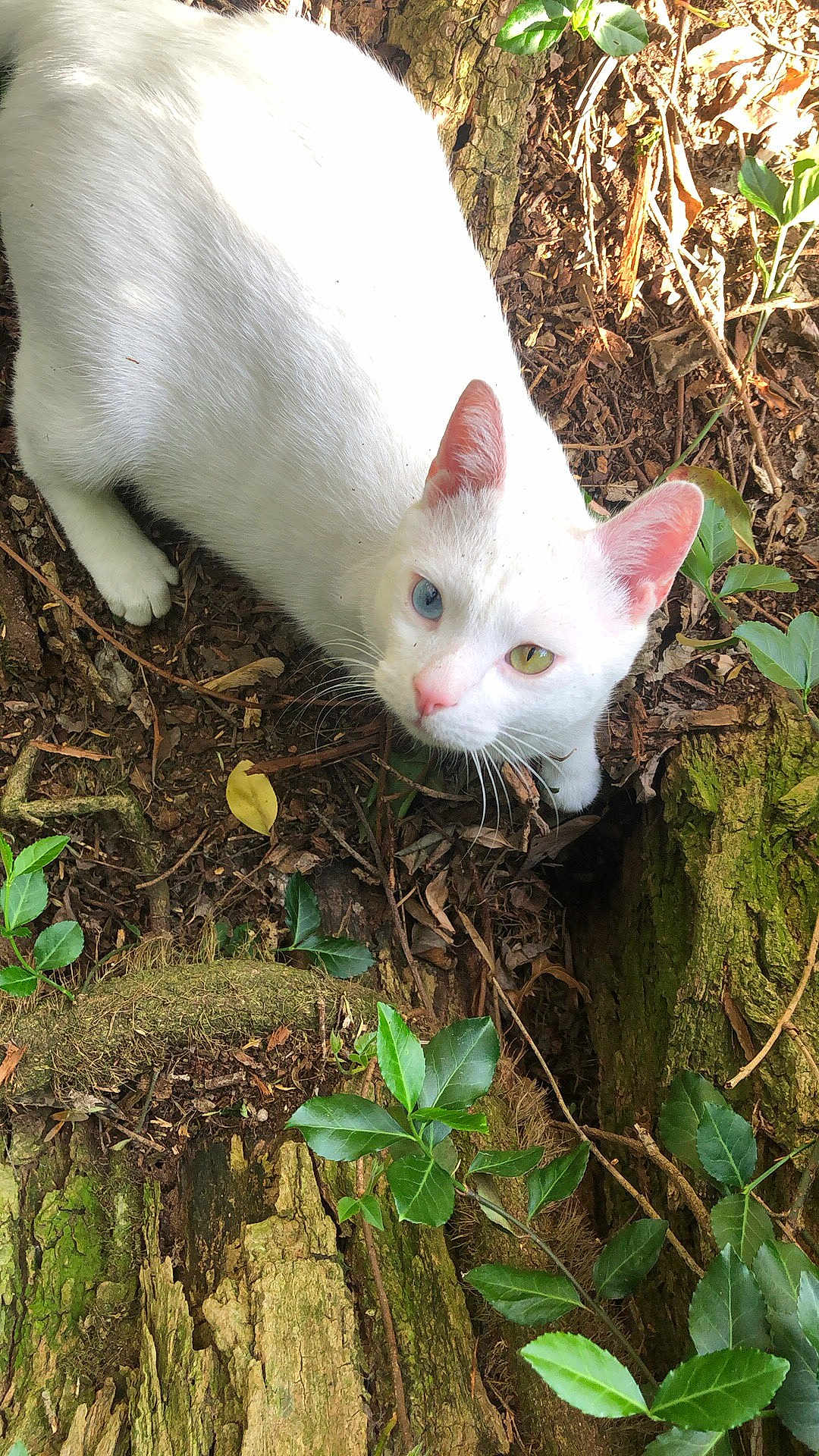 Willow joined the competition — help win amazing prizes! cat, white_cat, heterochromia, blue_eye, yellow_eye, pink_nose, pink_ears, forest_floor, leaves, twigs, moss, tree_bark, nature, outdoor, animal, curious, looking_up, fur, wildlife, close_up