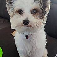 Bill participe au concours pour gagner de l'argent avec cette photo : animal, black_fur, brown_fur, companion, couch, curious, cute, dog, ears, eyes, fluffy, furniture, home, indoor, pet, portrait, puppy, sitting, small_dog, white_fur