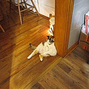 Willow joined the competition — help win amazing prizes! cat, calico, wooden_floor, door_frame, chair, box, indoor, relaxed, feline, pet, animal, lounge, home, floor, wood, corner, resting, domestic, furniture, calm