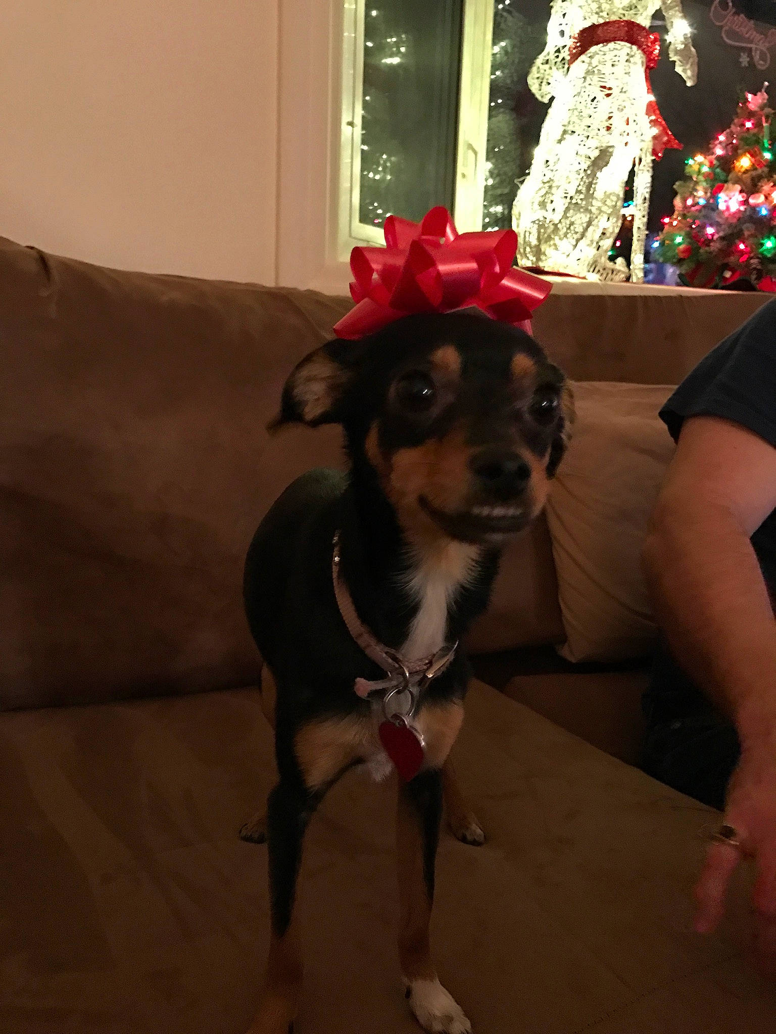 Bella joined the competition — help win amazing prizes! canidae, carnivore, christmas, companion_dog, costume, dog, dog_breed, dog_clothes, fawn, fictional_character, toy_dog