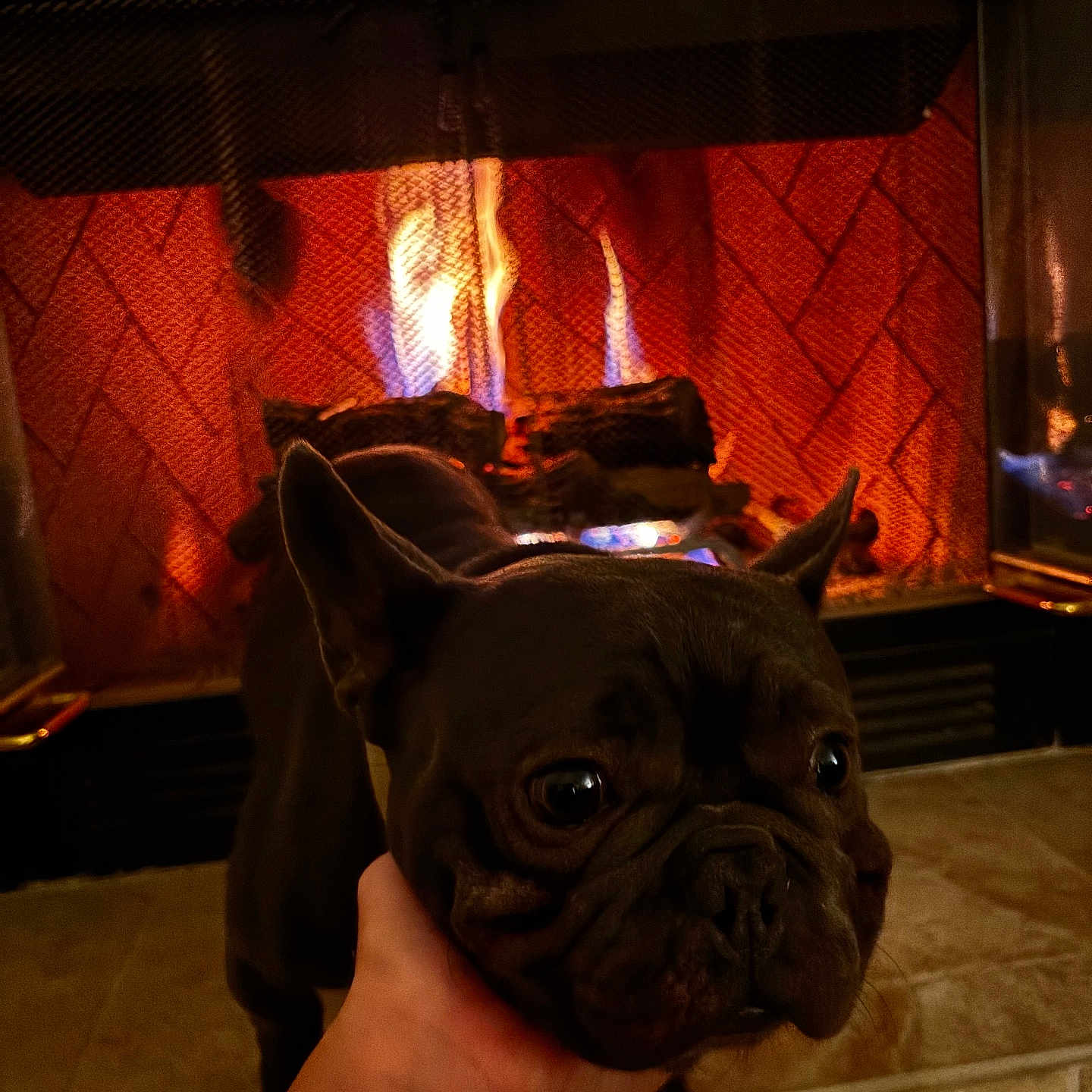 Tommy is registered to the contest to win money with this photo: animal, brown, companion, cozy, cute, dog, domestic, ears, expression, fire, fireplace, french_bulldog, hand, home, indoor, mammal, pet, snout, tile_floor, warm