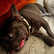 Tommy joined the competition — help win amazing prizes! dog, pet, indoor, floor, couch, collar, brown, playful, tongue_out, ear, wood_floor, resting, canine, animal, domestic, side_view, fur, closeup, relaxed, home