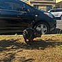 Tommy is registered to the contest to win money with this photo: dog, french_bulldog, black_dog, car, black_car, grass, dry_grass, sidewalk, street, building, apartment_building, window, sunny, daytime, shadow, pet, outdoor, urban, vehicle, parked_car