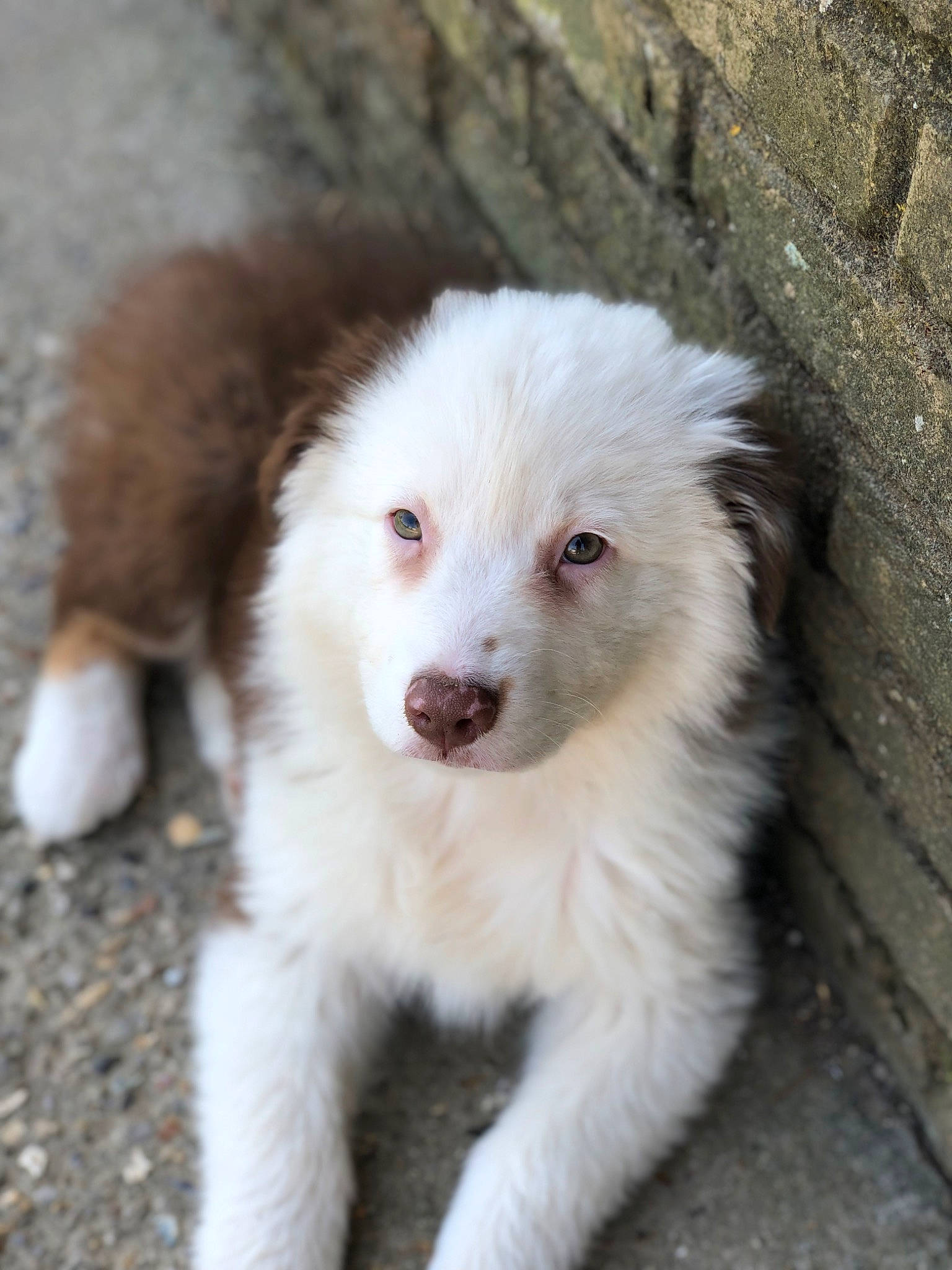 June participe au concours pour gagner de l'argent avec cette photo : ancient_dog_breeds, border_collie, canidae, carnivore, companion_dog, dog, dog_breed, fur, herding_dog, sporting_group, terrestrial_animal, whiskers, working_animal, working_dog