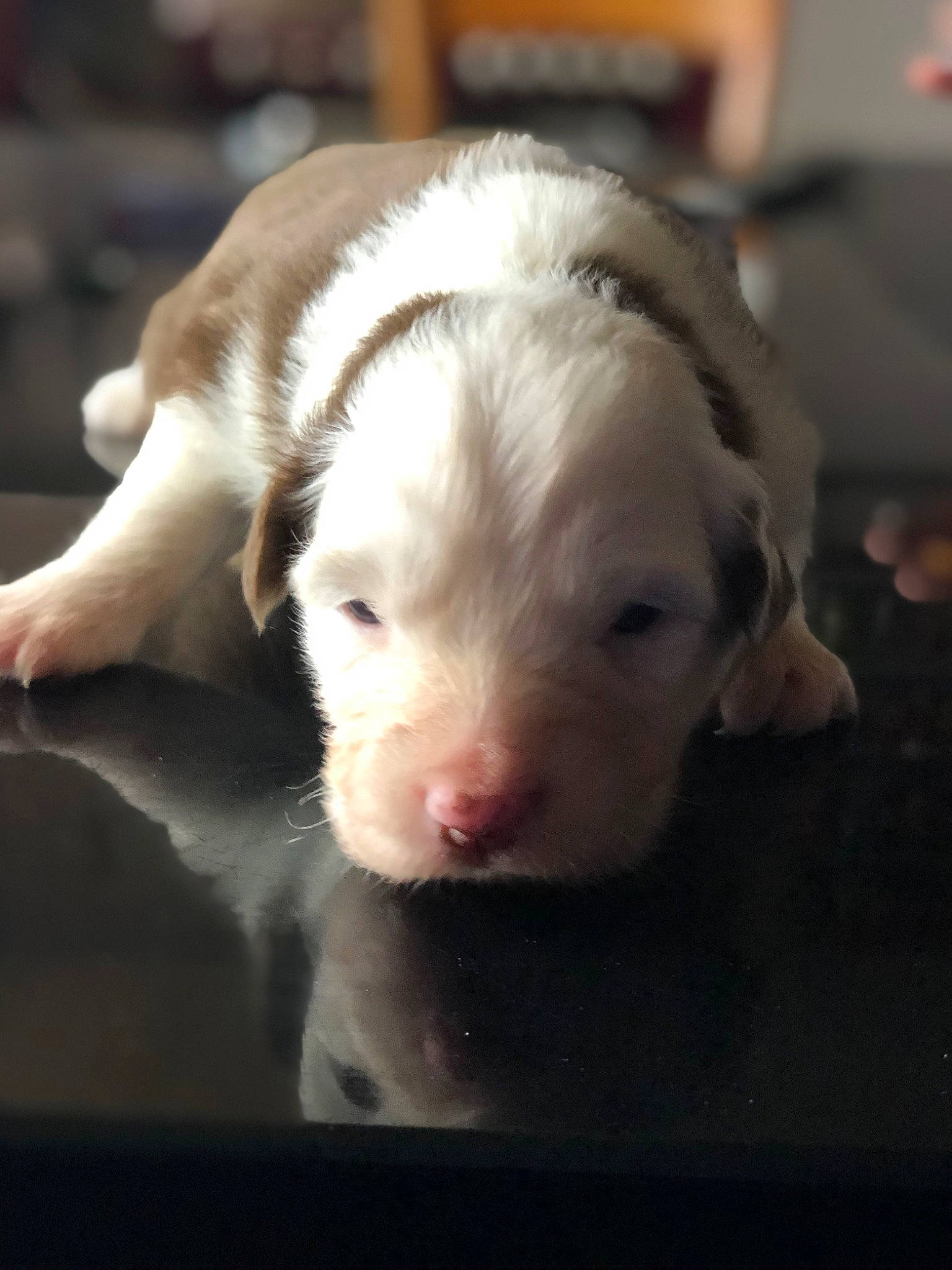 June participe au concours pour gagner de l'argent avec cette photo : canidae, carnivore, comfort, companion_dog, darkness, dog, dog_breed, fawn, fur, livestock, non_sporting_group, paw, sporting_group, terrestrial_animal, whiskers, working_animal