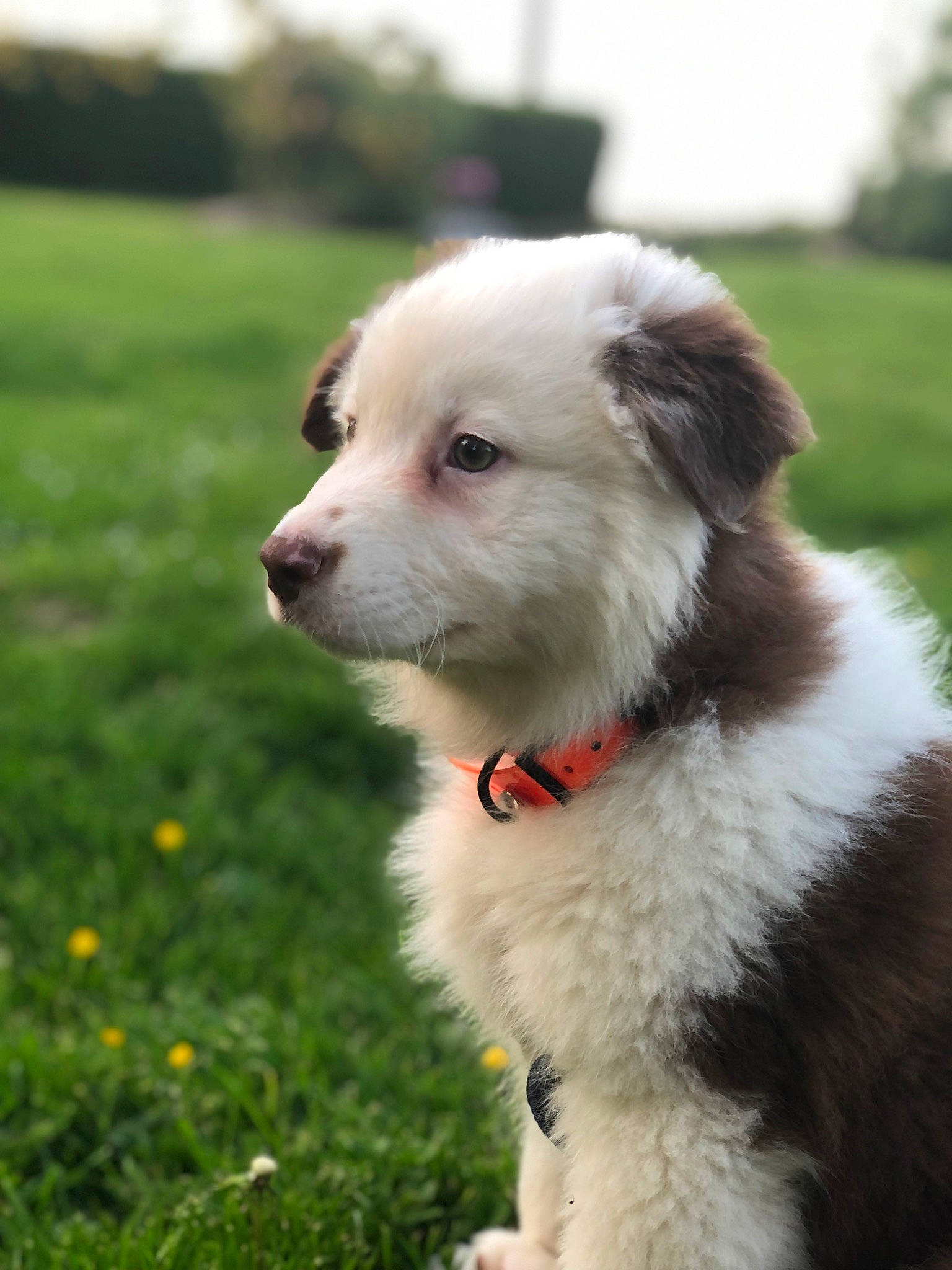 June a rejoint le concours — aidez-le/la à gagner de superbes lots ! canidae, carnivore, collar, companion_dog, dog, dog_breed, dog_collar, fawn, fur, grass, non_sporting_group, pet_supply, plant, snout, sporting_group, terrestrial_animal, tree, whiskers, working_animal, working_dog