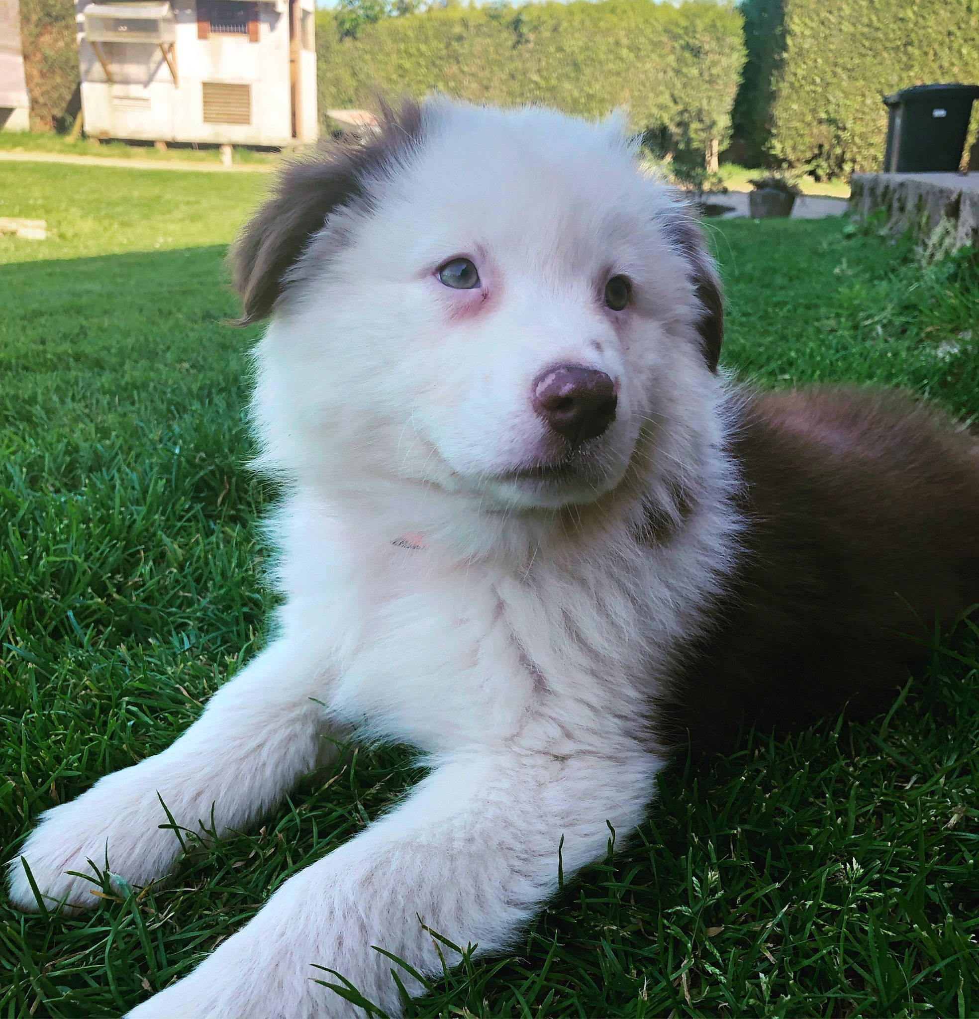 June a rejoint le concours — aidez-le/la à gagner de superbes lots ! american_eskimo_dog, ancient_dog_breeds, canidae, carnivore, companion_dog, dog, dog_breed, fang, grass, non_sporting_group, plant, snout, sporting_group, tail, tree, working_animal, working_dog, yard