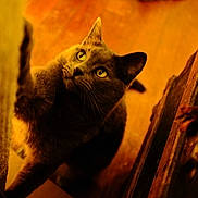 Julio is registered to the contest to win money with this photo: animal, black_cat, cat, close_up, curious, feline, fur, indoor, looking_up, orange_tones, pet, photography, pointed_ears, portrait, rustic, sitting, warm_lighting, whiskers, wood, yellow_eyes
