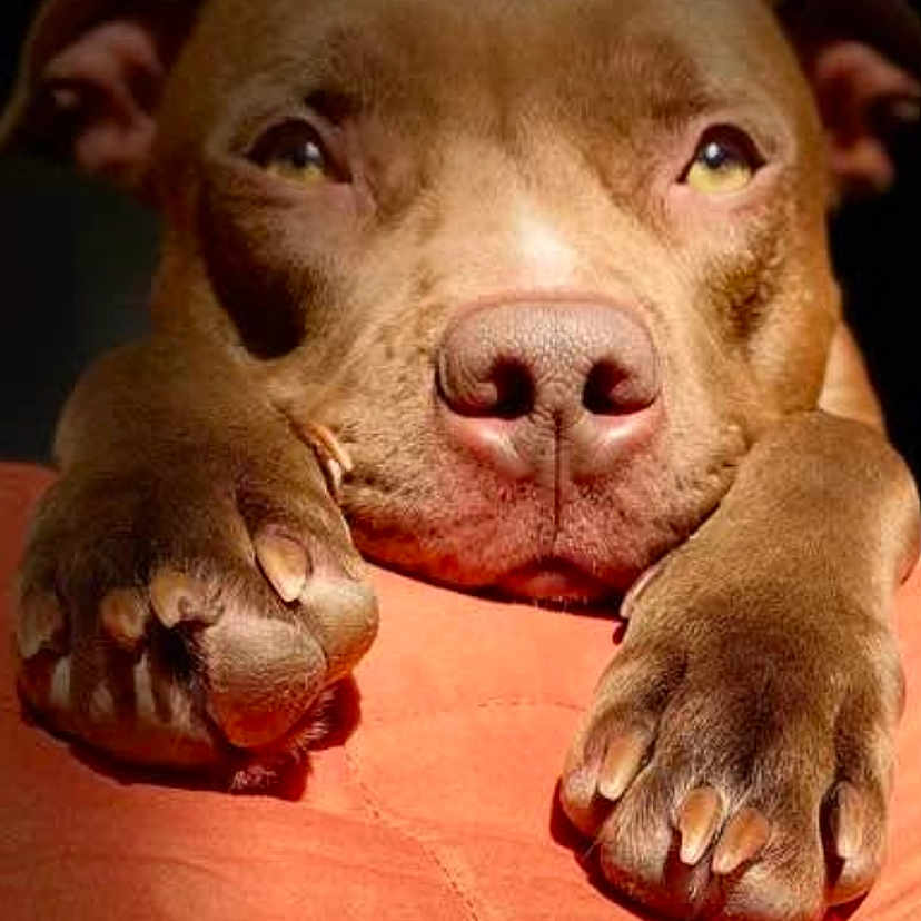 Ruby is registered to the contest to win money with this photo: animal, bostonbull, boxer, bulldog, canine, couch, dog, frenchbulldog, furniture, hound, labradorretriever, person, pet, pitbull, puppy, sleeping, snout