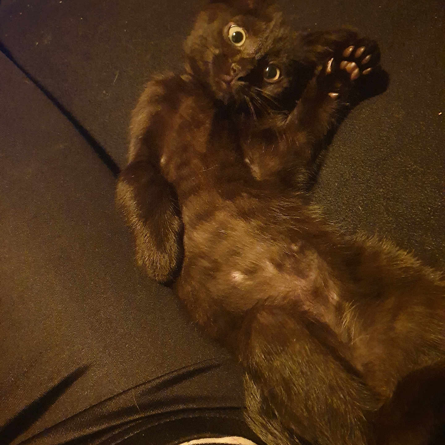 Nostra a rejoint le concours — aidez-le/la à gagner de superbes lots ! alert, animal, black_cat, cat, close_up, cute, dark_background, fabric, feline, fur, indoor, lying_down, mammal, paw, pet, playful, relaxed, resting, whiskers, wide_eyes