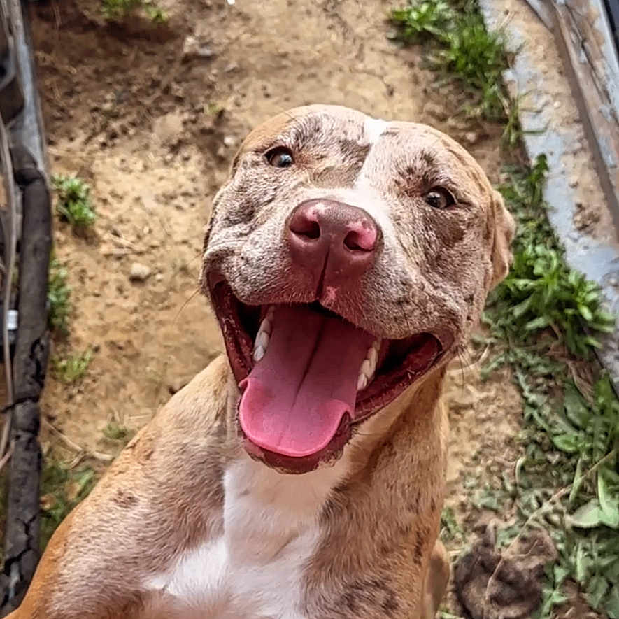 Lil Louie is registered to the contest to win money with this photo: animal, brown, canine, cheerful, closeup, dirt, dog, excited, grass, happy, jumping, nature, outdoor, paw, pet, playful, smiling, tongue, tongue_out, white