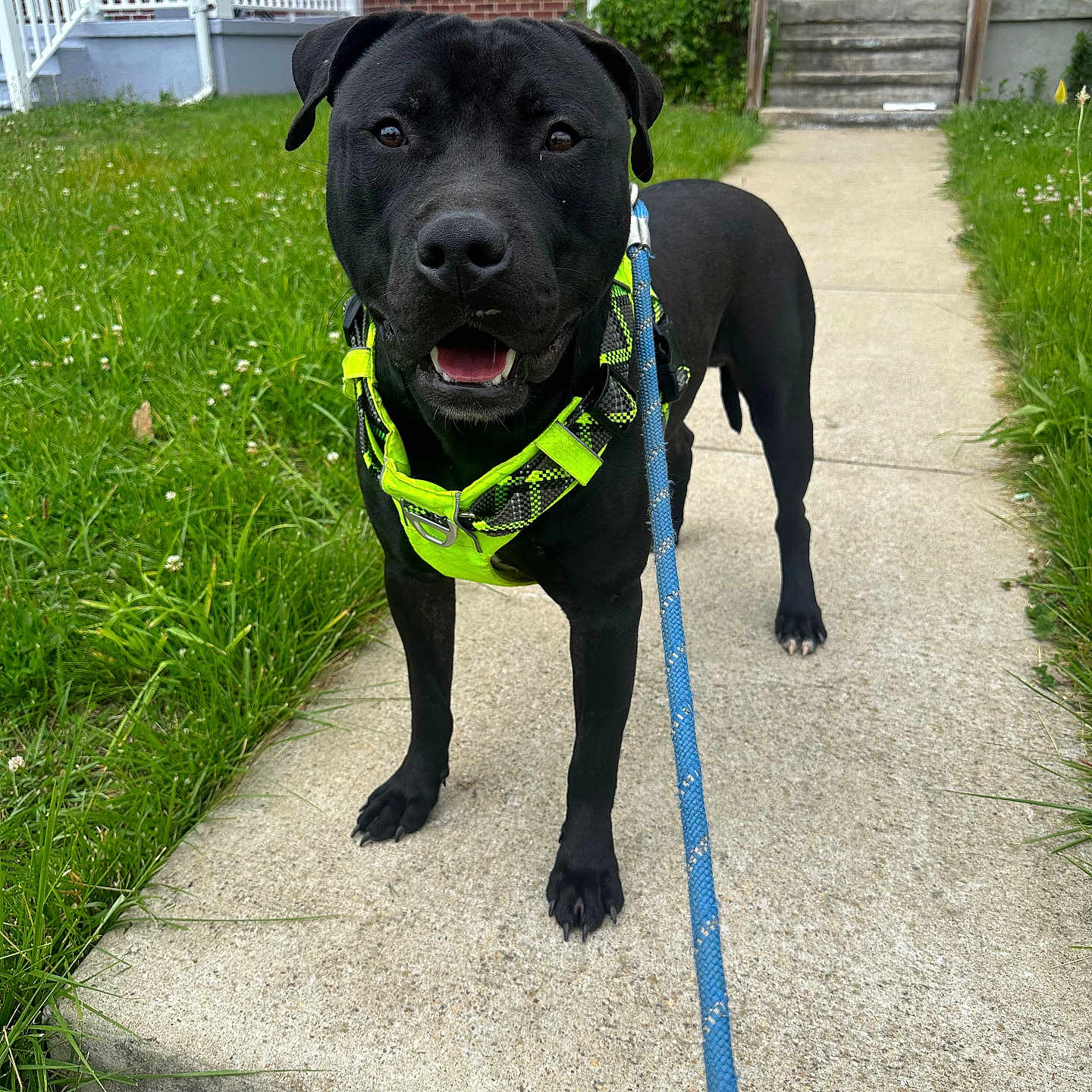 Rocko Jr