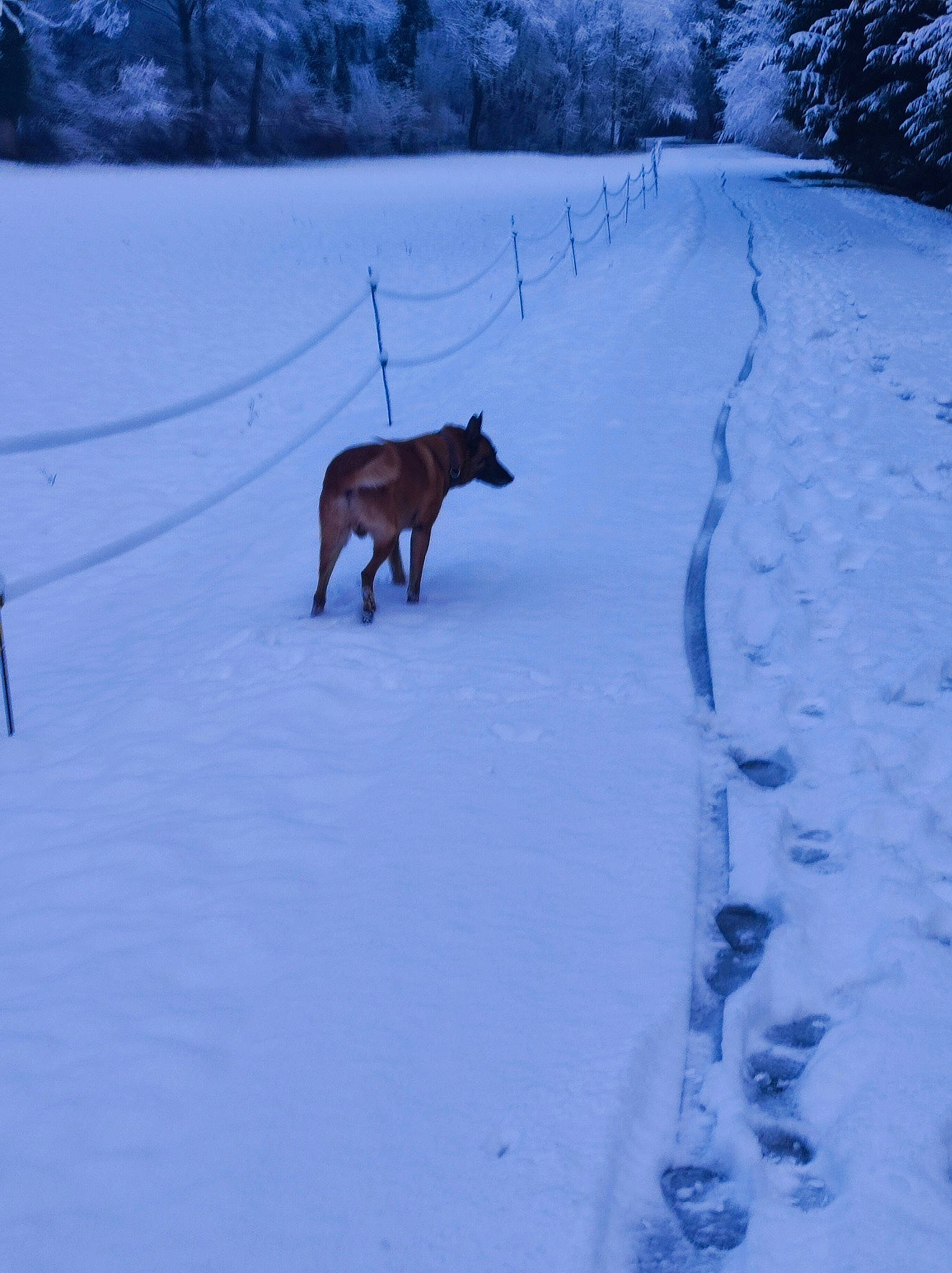 Ades a rejoint le concours — aidez-le/la à gagner de superbes lots ! art, bovine, canidae, dog_breed, electric_blue, event, freezing, frost, landscape, livestock, slope, snout, snow, sporting_group, tail, terrestrial_animal, tree, wildlife, winter, working_animal