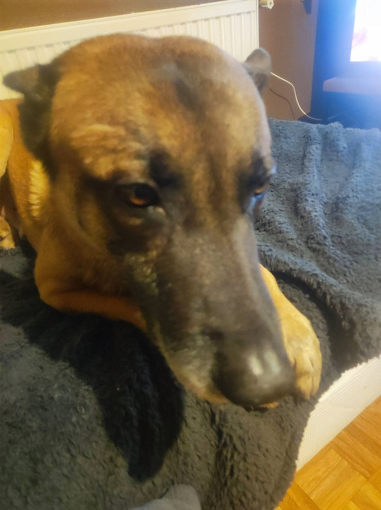 Ades participe au concours pour gagner de l'argent avec cette photo : canidae, carnivore, comfort, companion_dog, dog, dog_breed, ear, fawn, flooring, fur, guard_dog, paw, pet_supply, snout, sporting_group, television, terrestrial_animal, whiskers, wood, working_animal