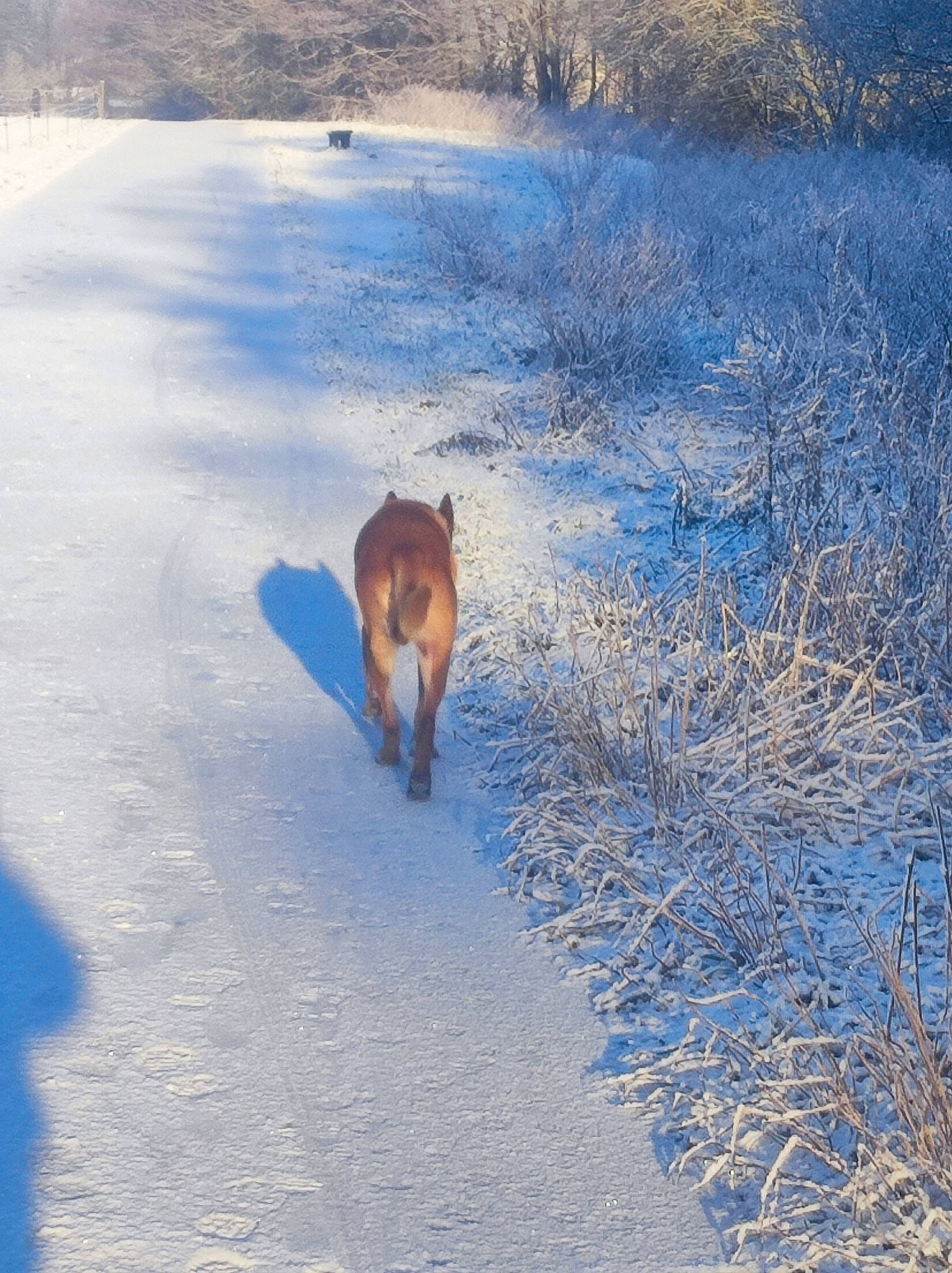 Ades a rejoint le concours — aidez-le/la à gagner de superbes lots ! carnivore, companion_dog, dog, dog_breed, electric_blue, fawn, freezing, grass, landscape, natural_landscape, plant, shadow, snow, sunlight, tail, tree, twig, water, wildlife, winter