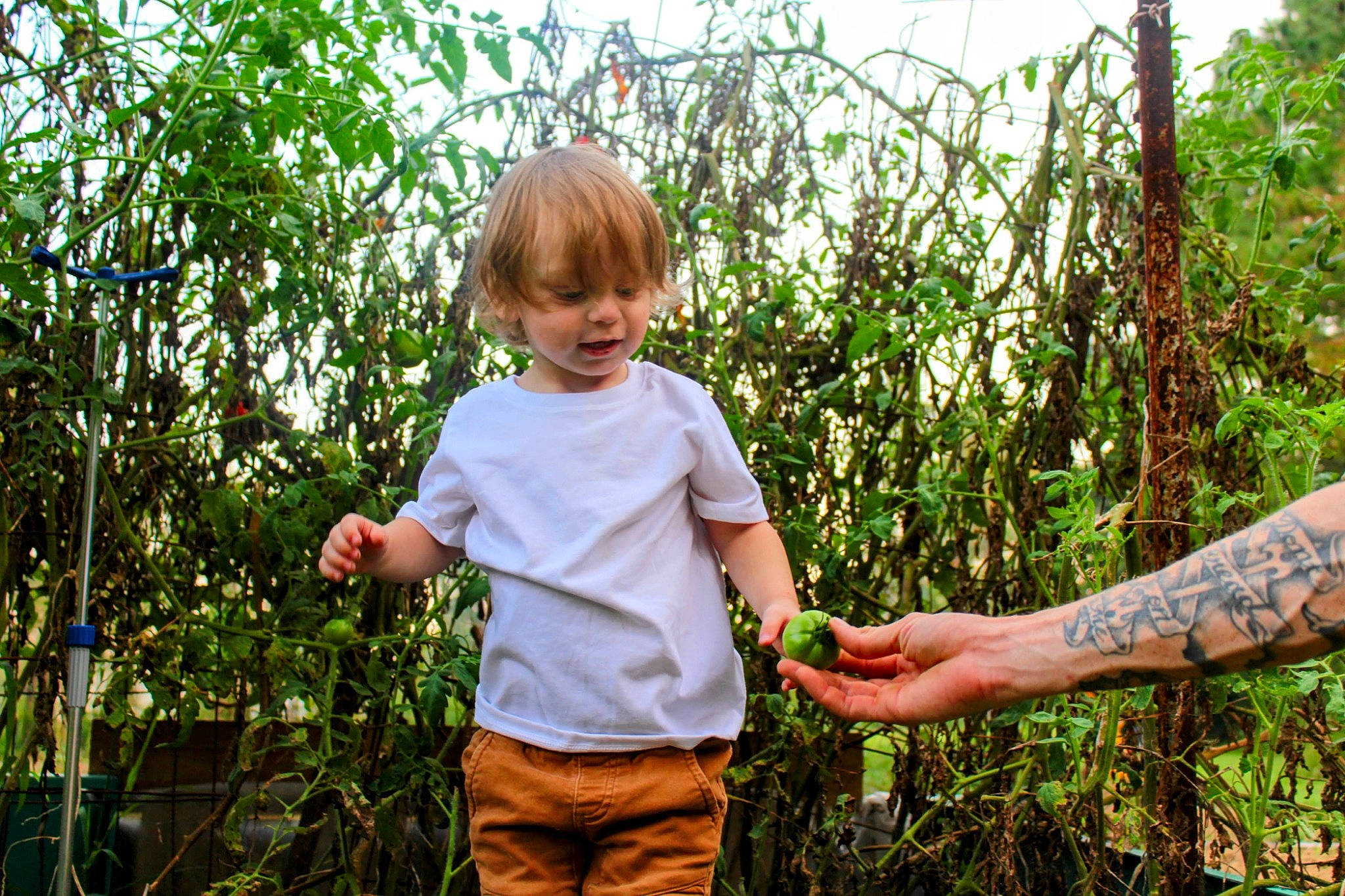 Jacob joined the competition — help win amazing prizes! agriculture, botany, child, fun, garden, gesture, grass, grass_family, happy, leisure, people_in_nature, person, plant, plantation, t_shirt, terrestrial_plant, thumb, toddler, tree, vegetation