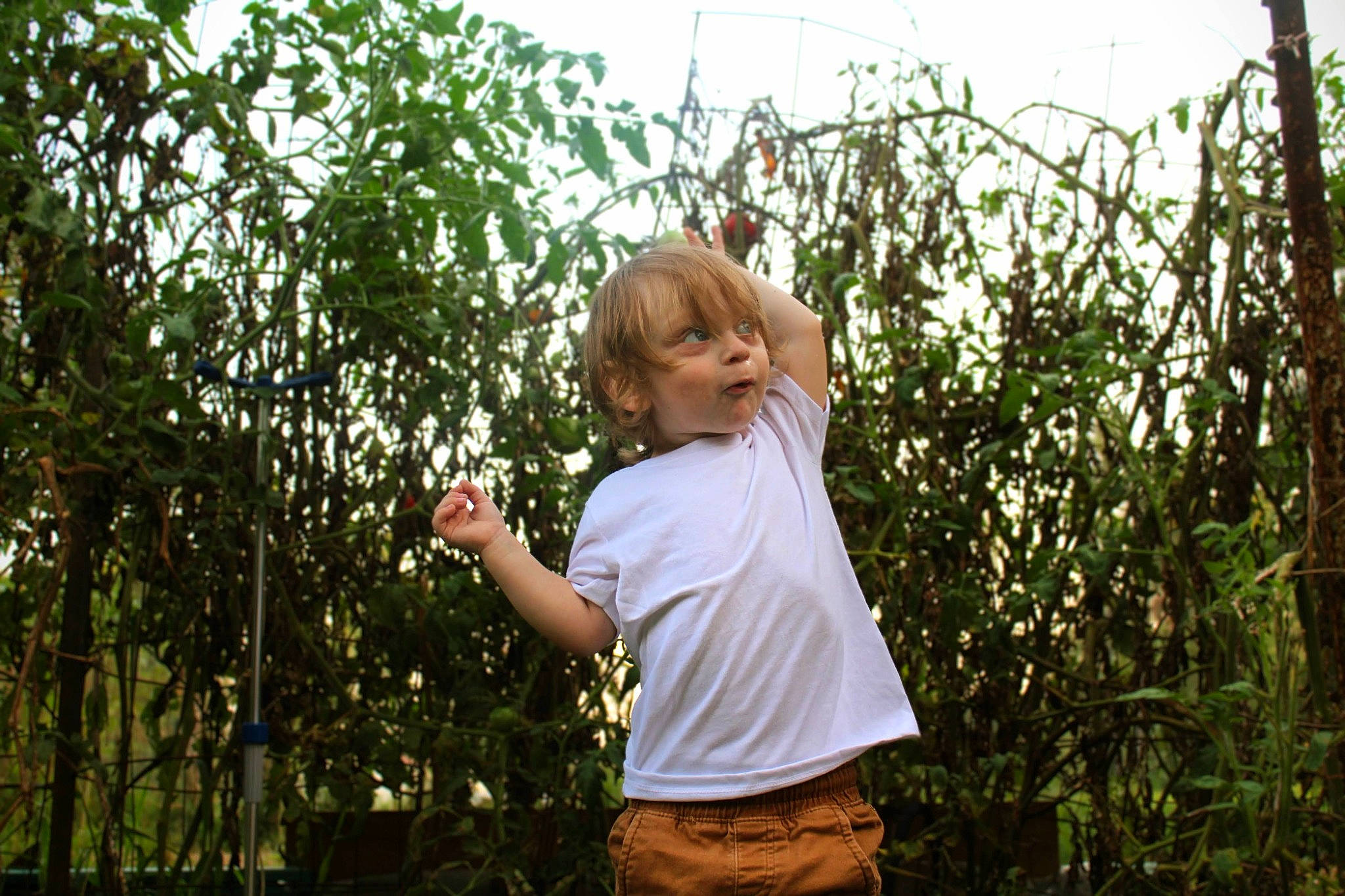 Jacob is registered to the contest to win money with this photo: belt, child, forest, fun, gesture, grass, grass_family, happy, jungle, leisure, people_in_nature, person, plant, recreation, shrub, sky, t_shirt, terrestrial_plant, toddler, tree