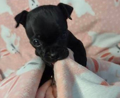 Ruby is registered to the contest to win money with this photo: canidae, carnivore, chihuahua, comfort, companion_dog, dog, dog_breed, ear, fawn, fur, non_sporting_group, paw, puppy, snout, sporting_group, terrestrial_animal, terrier, toy_dog, whiskers, working_animal