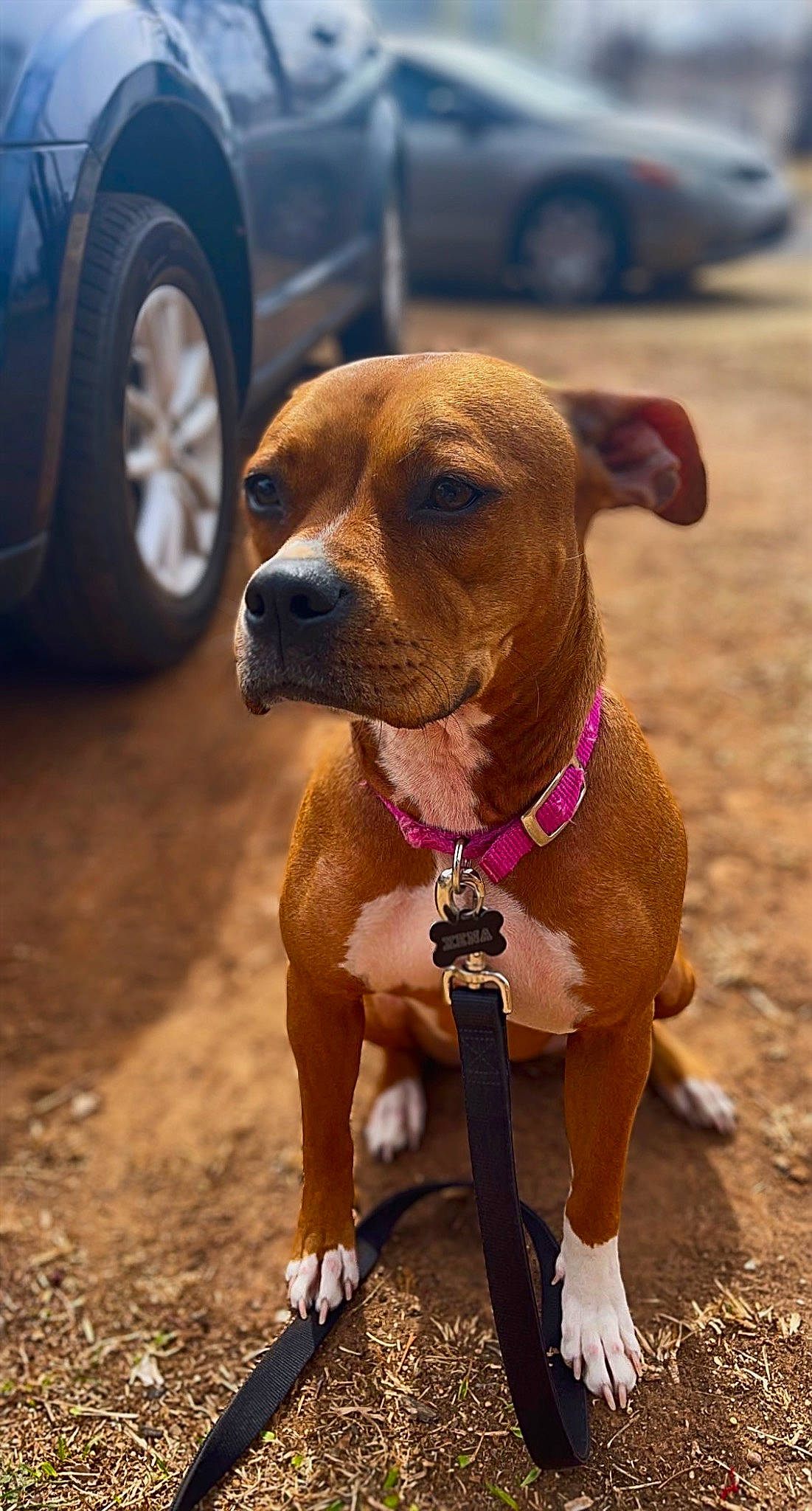 Xena joined the competition — help win amazing prizes! automotive_tire, car, carnivore, collar, companion_dog, dog, dog_breed, dog_collar, dog_supply, fawn, fender, liver, pet_supply, snout, tire, tread, vehicle, wheel, whiskers, working_animal