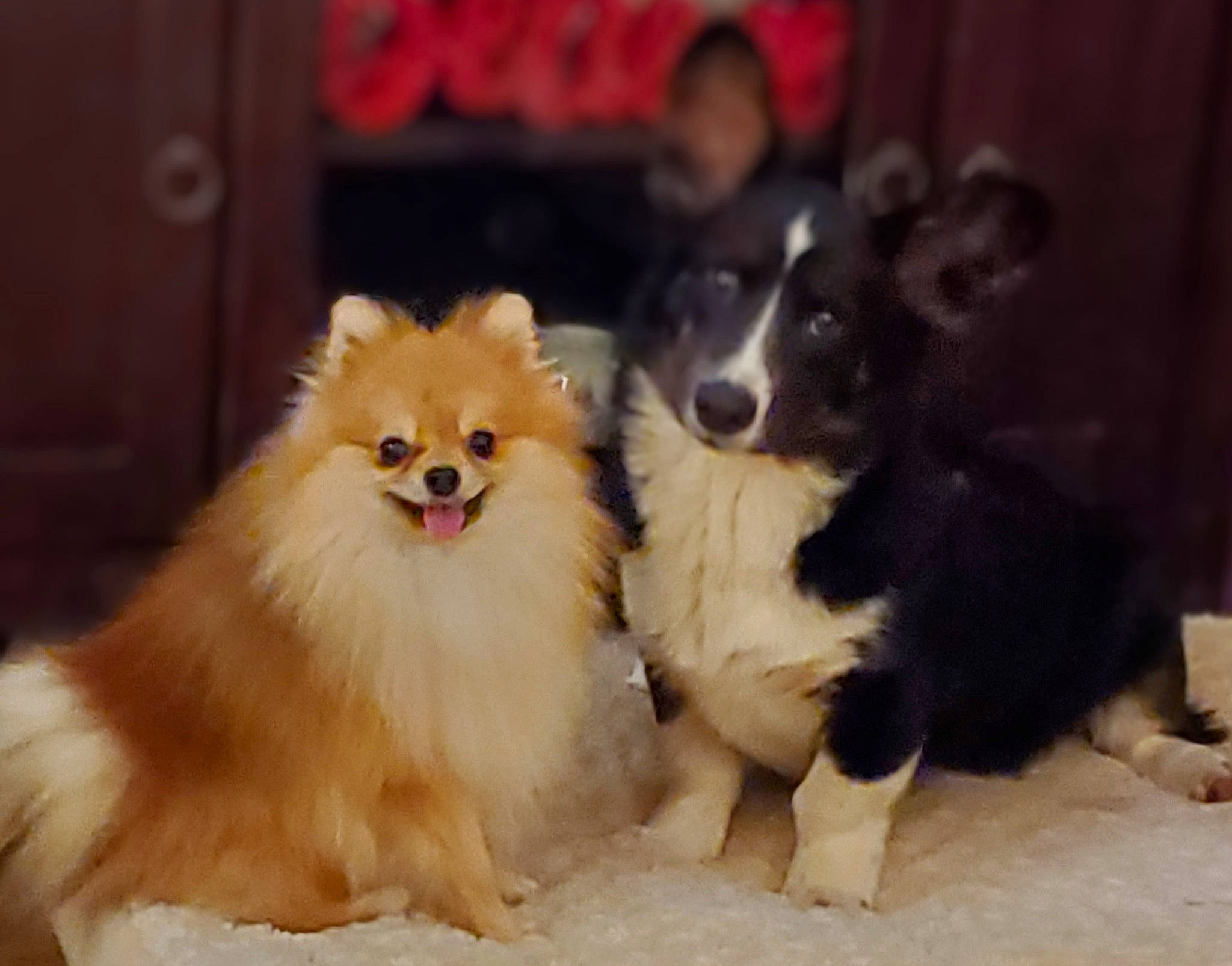 Bubbe joined the competition — help win amazing prizes! ancient_dog_breeds, canidae, carnivore, companion_dog, dog, dog_breed, dog_supply, fawn, fur, german_spitz, german_spitz_klein, herding_dog, non_sporting_group, snout, spitz, sporting_group, toy_dog, whiskers, working_animal, working_dog